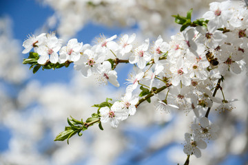 flowers of cherry tree in spring