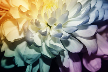 The petals of the flower are close. Harmonious combination. Symbol of tenderness