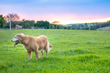 Obraz na płótnie Canvas cachorro golden retriever brincando na grama