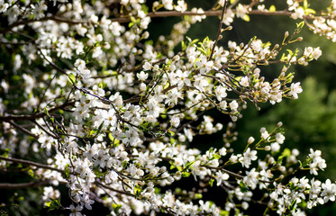 White Blossom on Tree in Spring 