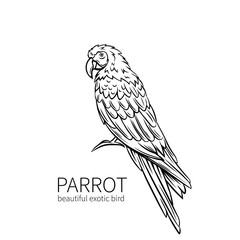 Parrot, exotic bird