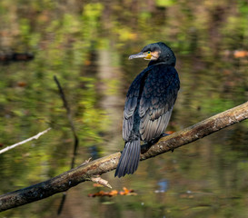 The great cormorant, Phalacrocorax carbo drying his feathers.