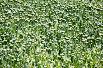 Opium poppy field garden