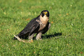 The peregrine falcon, Falco peregrinus. The fastest animals in the world.