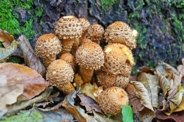 Mushrooms with beige cap and white leg grows in foliage in the forest on an autumn day