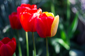 Naklejka premium Unusual red tulips with yellow petals, beautiful spring flowers, background