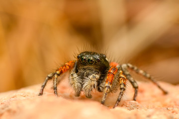 Close up  beautiful jumping spider  - Stock Image 