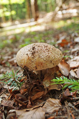 Mushrooms with beige cap and white leg grows in foliage in the forest on an autumn day
