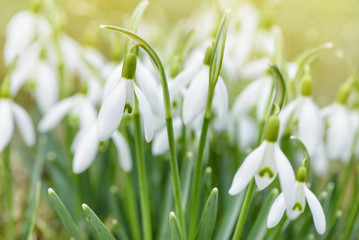 Spring snowdrops flower. Early spring close-up flowers with bright sunlight