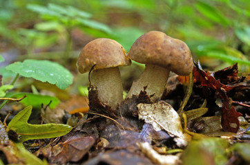 Fototapeta premium Léccinum scábrum with brown cap and white leg grows in foliage in the forest on an autumn day