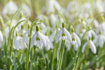 Spring snowdrops flower. Early spring close-up flowers with bright sunlight