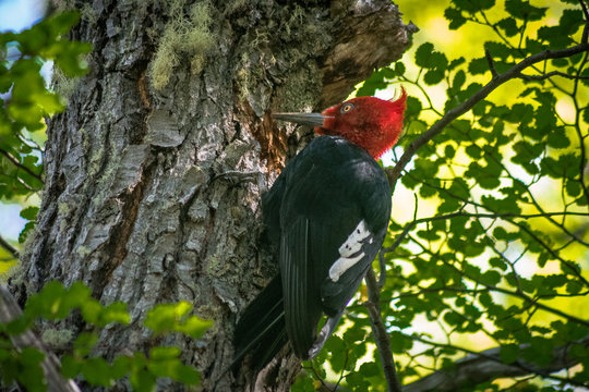 pajaro carpintero macho
