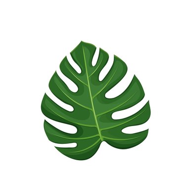 Tropical leaf monstera.