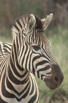 Zebra