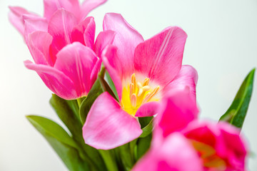 Bouquet of pink tulips on white background. 
