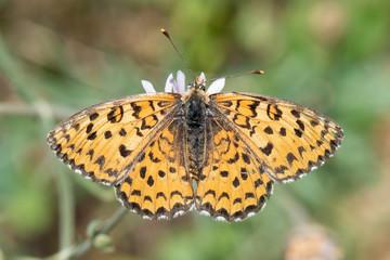 butterfly on flower