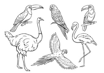 Exotic birds, outline © setory