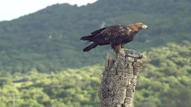  imperial eagle flying towards the cork oak trunk with the green forest behind      