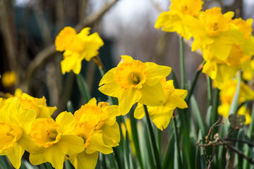 A Group of Early Blooming Daffodils in Spring