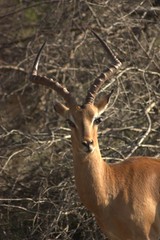 Antilope