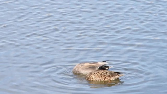 HD Video of a male and female Gadwall duck foraging for food in shallow marsh water. The gadwall is a common and widespread dabbling duck in the family Anatidae.