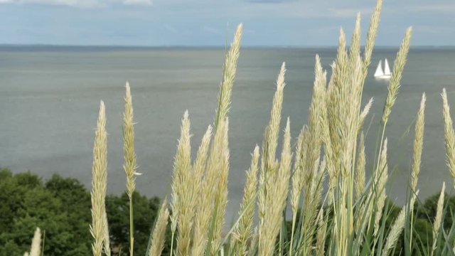 Agrostis capillaris growing on Parnidis sand dune. Located in Nida, in Curonian Spit land strip between curonian lagoon and baltic sea. Yacht is surfing in lagoon.