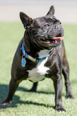 Brindle White Frenchie Male Standing and Looking Away. Off-leash Dog Park in Northern California.