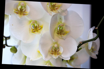 Beautiful flower Orchid, white phalaenopsis is standing by the window on the window sill in the room. with black oblique frame.