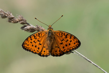 butterfly on leaf
