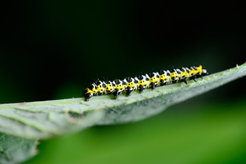 The caterpillar is on the green leaves