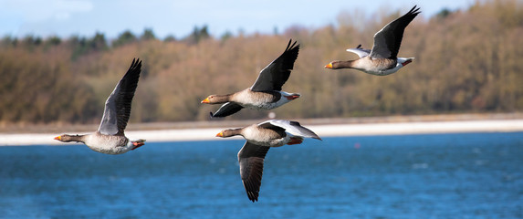 Greylags flight