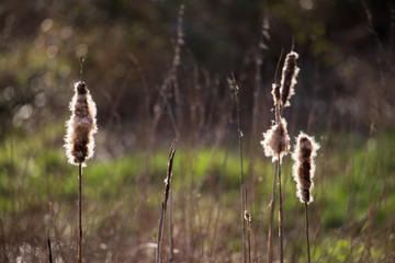 dry grass in the wind