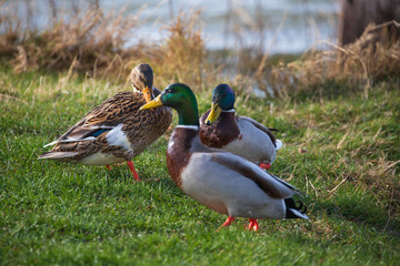 eyeing up; ducks on the grass