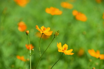 beautiful flowers and green leaves.Green leaves with beautiful sunlight Used as a background image. Colorful flowers With insects. Beautiful colorful flowers on the trees and green leaves on days.