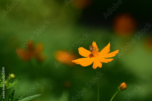 Beautiful Flowers And Green Leaves Green Leaves With
