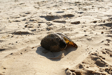 Obraz premium River shell on the sand, the beach.
