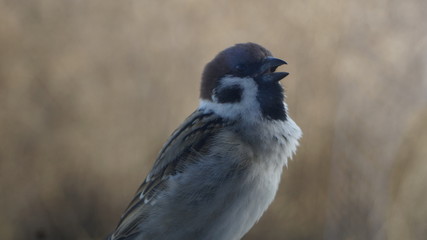 Obraz premium Tweety Sparrow