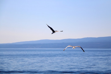 Seagulls flying above the sea. Beautiful landscape in Croatia.