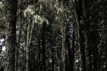 Obraz premium Mystic woods environment background. Green lichen on tree trunk and branches in empty forest