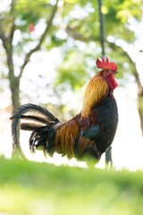 Portuguese Rooster