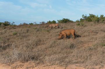 Obraz premium Two warthogs grazing in the wild. Safari game drive in Africa
