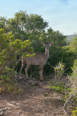 Female kudu antelope looking at camera. Wild game drive, African safari