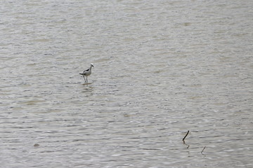 crab plover