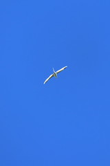 white tailed tropicbird