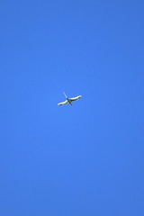 white tailed tropicbird