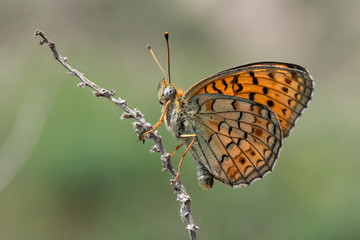 butterfly on leaf