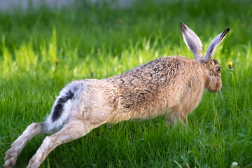 cute rabbit (jackrabbit/hare) sitting in grass surrounded by daisy flowers in sunlight