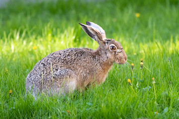 cute rabbit (jackrabbit/hare) sitting in grass surrounded by daisy flowers in sunlight