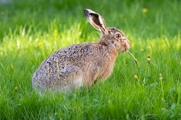 cute rabbit (jackrabbit/hare) sitting in grass surrounded by daisy flowers in sunlight