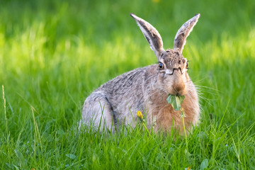 cute rabbit (jackrabbit/hare) sitting in grass surrounded by daisy flowers in sunlight